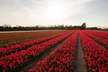 Tulips field in Holland