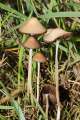 Pilz, Büschel von Helmlingen, Mycena