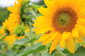 ヒマワリとミツバチ