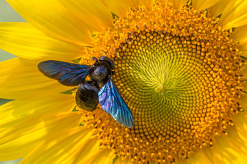 sunflower,bumble bee