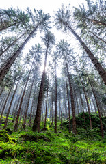Fototapeta na wymiar Great Forest, Fairytale forest, Walking in Czech Switzerland
