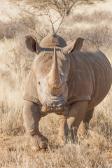 Southern White Rhino