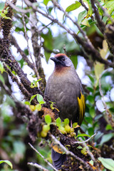Chestnut-crowned Laughingthursh at Doi Inthanon Natural Park, Chiang Mai, Thailand.