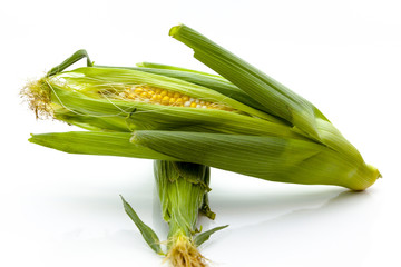 Fresh Cob of Peaches and Cream Corn