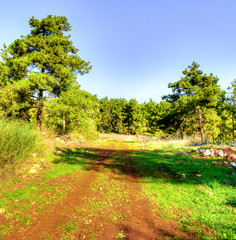 Fototapeta premium The road in the woods