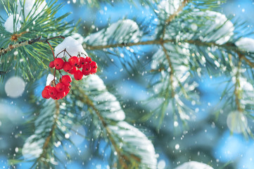 Winter nature background with snowy coniferous branch and red rowan