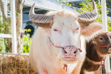 Closeup Thai Albino buffalo (Pink buffalo)