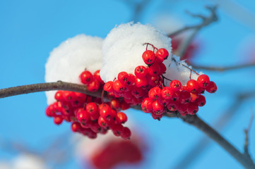 Fototapeta na wymiar Bright red rowan in the snow against the blue sky