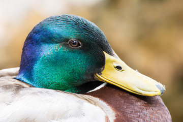 Portrait of a male wild duck