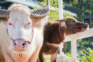 Closeup Thai Albino buffalo (Pink buffalo)