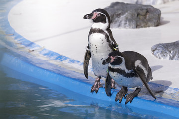 Obraz premium 動物園のペンギン