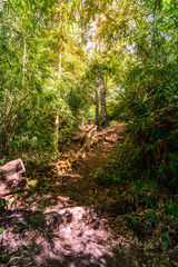 Nature trail for cycling and walking in Phu Kradueng national park, Loei, Thailand.