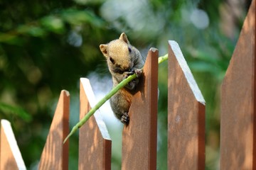 Squrriel on fence