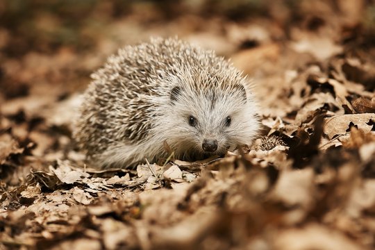 Hedgehog in the fallen leaves