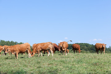Fototapeta na wymiar Herd of Limousin beef cattle with cows and a bull grazing in a sunny summer pasture