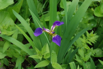 ヒオウギアヤメ