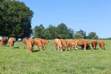 Naklejka na ściany i meble Brown Limousin beef cattle herd with a bull and cows grazing in a spring pasture approaching the camera in a line