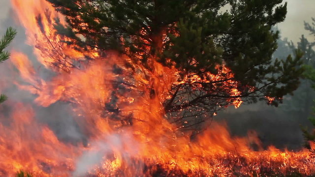 Huge forest fire flames in to young pine tree. Footage appropriate to visualize wildfires or prescribed burning.