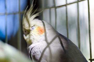 The parrot sleeps / The parrot in the cage with closed eyes and a tuft