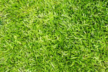 Fresh green grass background