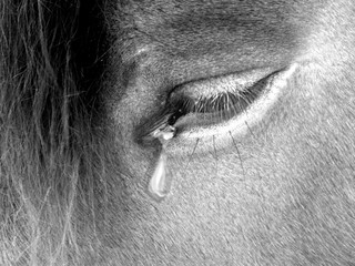horse suffering photography
