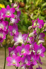Orchid,(disa cadinalis)Erawan Nationalpark,Thailand,