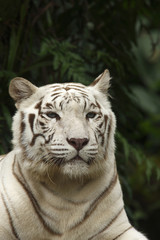 White Tiger, Portrait of Adult  (Panthera tigris)