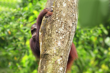orang Utan in Semenggoh Wildlife Rehabilitation Centre (Pongo pygmaeus)