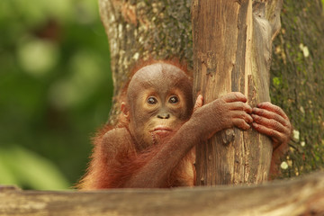 orang Utan in Semenggoh Wildlife Rehabilitation Centre (Pongo pygmaeus) © Reise-und Naturfoto