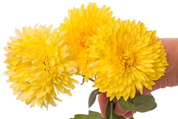 Yellow chrysanthemums in hand