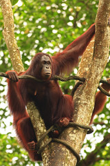 orang Utan in Semenggoh Wildlife Rehabilitation Centre (Pongo pygmaeus)