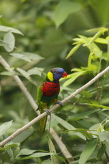 Rainbow Lorikeet (Trichoglossus haematodus) 