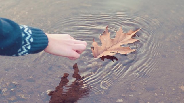 Autumn leaf floating on the lake

