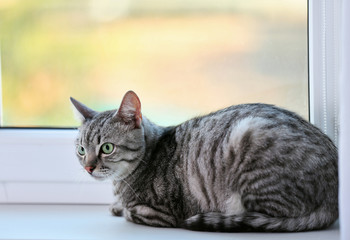 Naklejka na ściany i meble Beautiful cat near window close-up