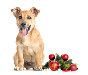 Small funny cute dog with Christmas toys, isolated on white