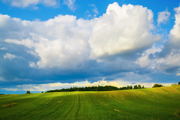 Blue sky with cumulus clouds and a field of green grass. Sunny day in the countryside. Summer landscape.
