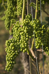 Grapes at a Vineyard in Switzerland