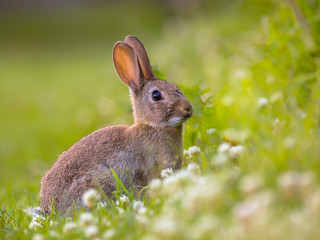 Obraz premium Watching Wild European rabbit