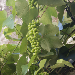 A Grapevine in Lisbon, Portugal in the Summer