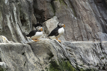 Atlantic Puffins © kdreams02