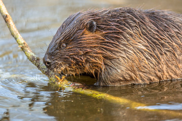 Eurasian beaver biting on a branch