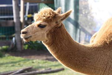 Obraz premium Profile Of Alpaca