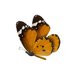common tiger butterfly , Danaus Genutia , monarch butterfly isol