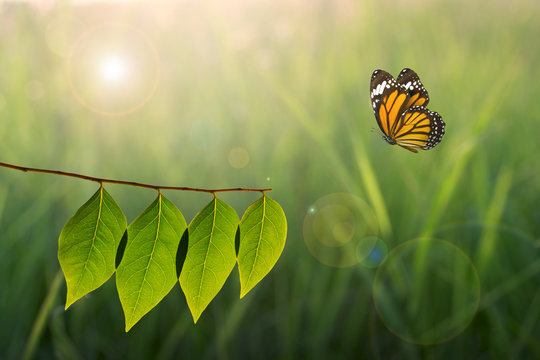 butterfly and green leaf on sunlight in nature