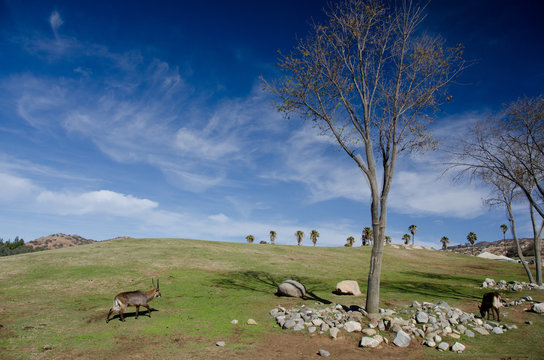 Antelopes gathering around dry trees in safari park