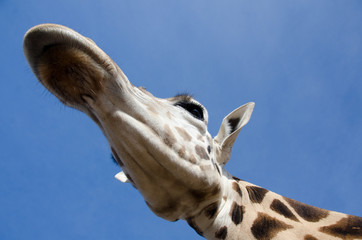 Looking at giraffe from below in a safari park