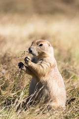 Prairie dog