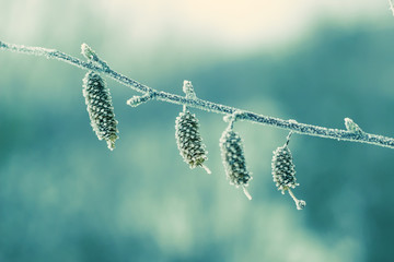 Frozen bud Birchen hanging on a branch