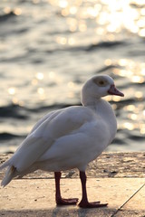 Side View Of Duck on garda Lake