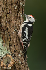 Mittelspecht, Middle spotted woodpecker, Leiopicus medius